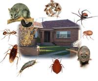 Bee Pest Control Adelaide image 3